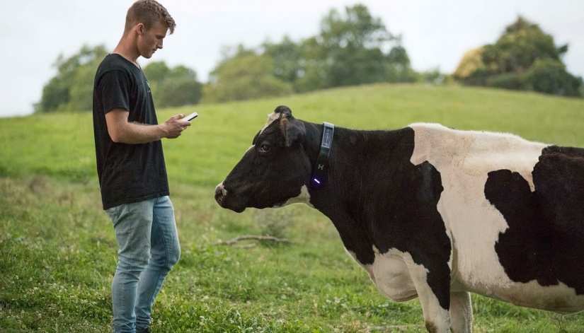 Man tracks cow using LoraWan