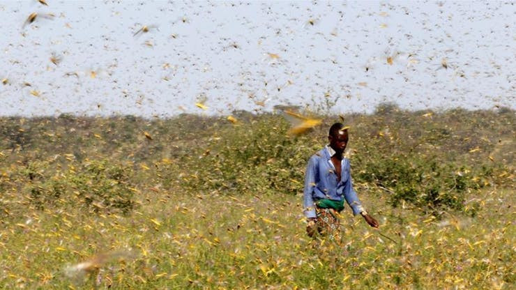 A man walks through a swarm of desert locusts flying over a grazing land in Lemasulani village, Samburu county, Kenya. The plague is about to destroy every crop and spread through whole continent.